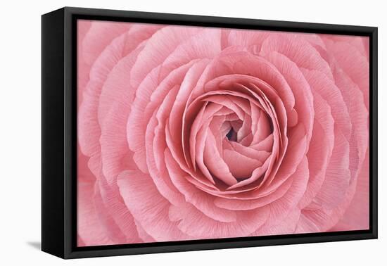 Pink Persian Buttercup Flower-Cora Niele-Framed Premier Image Canvas