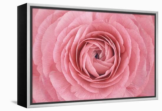 Pink Persian Buttercup Flower-Cora Niele-Framed Premier Image Canvas