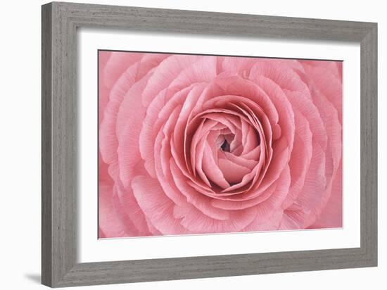 Pink Persian Buttercup Flower-Cora Niele-Framed Photographic Print