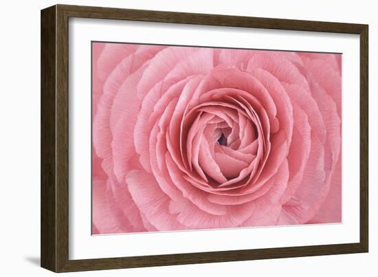 Pink Persian Buttercup Flower-Cora Niele-Framed Photographic Print