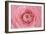 Pink Persian Buttercup Flower-Cora Niele-Framed Photographic Print