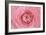 Pink Persian Buttercup Flower-Cora Niele-Framed Photographic Print