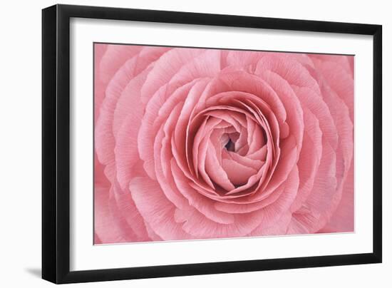 Pink Persian Buttercup Flower-Cora Niele-Framed Photographic Print