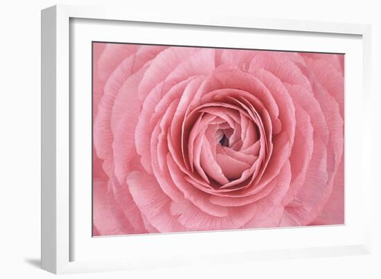 Pink Persian Buttercup Flower-Cora Niele-Framed Photographic Print