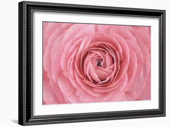 Pink Persian Buttercup Flower-Cora Niele-Framed Photographic Print