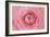 Pink Persian Buttercup Flower-Cora Niele-Framed Photographic Print