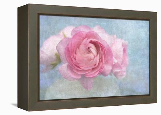 Pink Persian Buttercup Still Life-Cora Niele-Framed Premier Image Canvas
