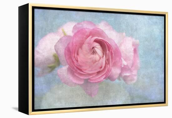 Pink Persian Buttercup Still Life-Cora Niele-Framed Premier Image Canvas