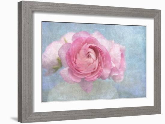 Pink Persian Buttercup Still Life-Cora Niele-Framed Photographic Print