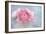 Pink Persian Buttercup Still Life-Cora Niele-Framed Photographic Print