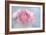 Pink Persian Buttercup Still Life-Cora Niele-Framed Photographic Print