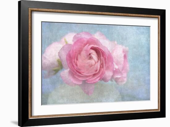 Pink Persian Buttercup Still Life-Cora Niele-Framed Photographic Print