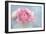 Pink Persian Buttercup Still Life-Cora Niele-Framed Photographic Print