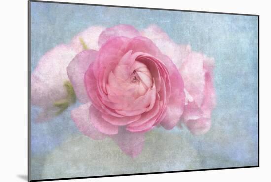 Pink Persian Buttercup Still Life-Cora Niele-Mounted Photographic Print