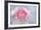 Pink Persian Buttercup Still Life-Cora Niele-Framed Photographic Print