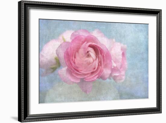 Pink Persian Buttercup Still Life-Cora Niele-Framed Photographic Print