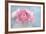 Pink Persian Buttercup Still Life-Cora Niele-Framed Photographic Print