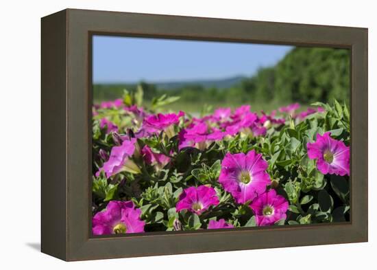 Pink Petunias, New England, USA-Lisa Engelbrecht-Framed Premier Image Canvas