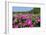 Pink Petunias, New England, USA-Lisa Engelbrecht-Framed Photographic Print