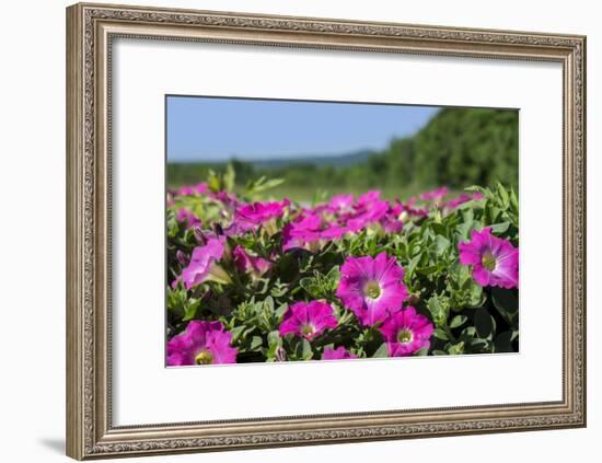 Pink Petunias, New England, USA-Lisa Engelbrecht-Framed Photographic Print