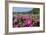 Pink Petunias, New England, USA-Lisa Engelbrecht-Framed Photographic Print