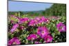 Pink Petunias, New England, USA-Lisa Engelbrecht-Mounted Photographic Print