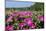 Pink Petunias, New England, USA-Lisa Engelbrecht-Mounted Photographic Print