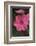 Pink Phlox Bloom-Anna Miller-Framed Photographic Print