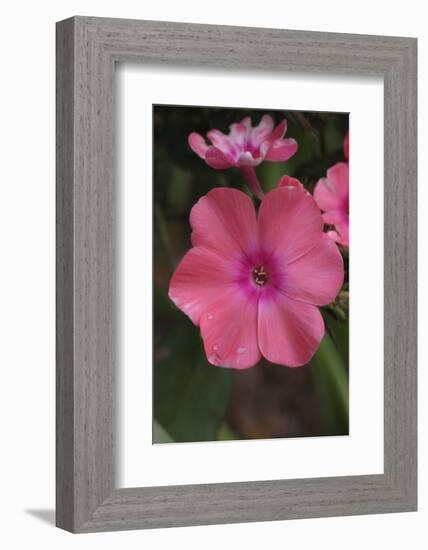 Pink Phlox Bloom-Anna Miller-Framed Photographic Print