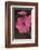 Pink Phlox Bloom-Anna Miller-Framed Photographic Print