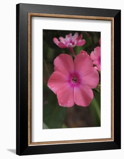 Pink Phlox Bloom-Anna Miller-Framed Photographic Print