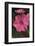 Pink Phlox Bloom-Anna Miller-Framed Photographic Print