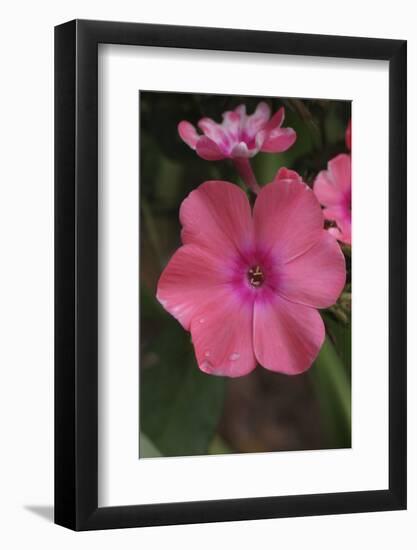 Pink Phlox Bloom-Anna Miller-Framed Photographic Print