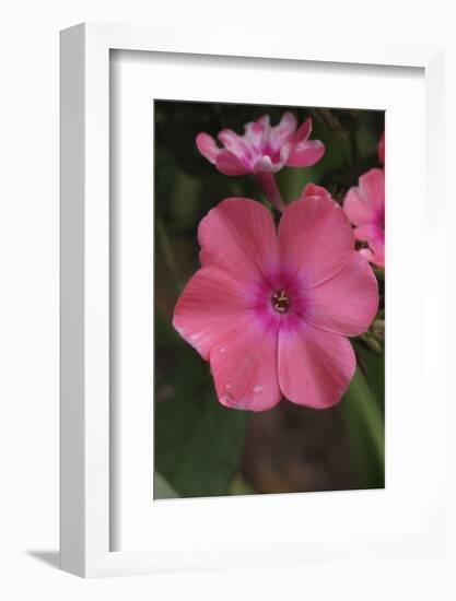 Pink Phlox Bloom-Anna Miller-Framed Photographic Print