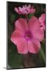 Pink Phlox Bloom-Anna Miller-Mounted Photographic Print