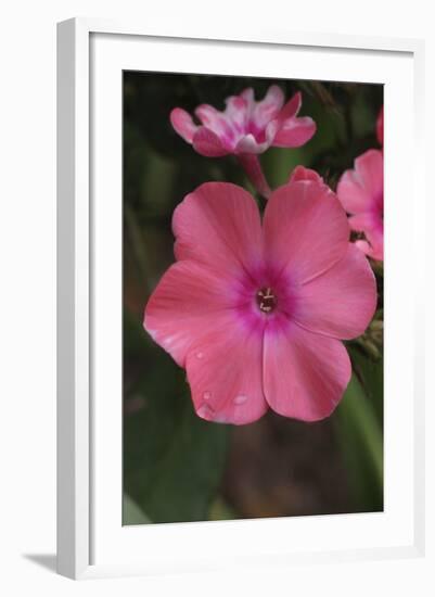 Pink Phlox Bloom-Anna Miller-Framed Photographic Print