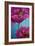 Pink Poppies on Blue-Cherie Roe Dirksen-Framed Giclee Print