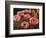 Pink Poppies-John Newcomb-Framed Premium Giclee Print