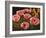 Pink Poppies-John Newcomb-Framed Giclee Print