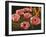 Pink Poppies-John Newcomb-Framed Giclee Print