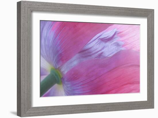 Pink Poppy I-Kathy Mahan-Framed Photographic Print