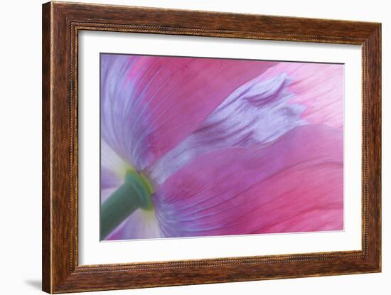 Pink Poppy I-Kathy Mahan-Framed Photographic Print