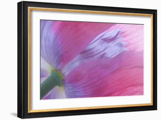 Pink Poppy I-Kathy Mahan-Framed Photographic Print