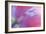 Pink Poppy I-Kathy Mahan-Framed Photographic Print