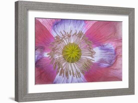 Pink Poppy II-Kathy Mahan-Framed Photographic Print