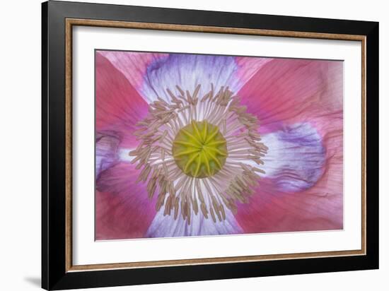 Pink Poppy II-Kathy Mahan-Framed Photographic Print