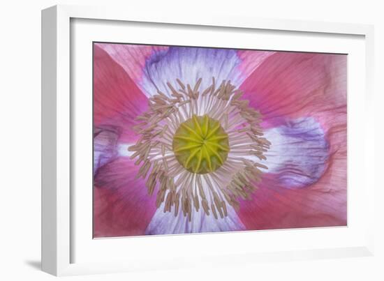 Pink Poppy II-Kathy Mahan-Framed Photographic Print