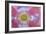 Pink Poppy II-Kathy Mahan-Framed Photographic Print