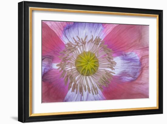 Pink Poppy II-Kathy Mahan-Framed Photographic Print