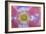 Pink Poppy II-Kathy Mahan-Framed Photographic Print